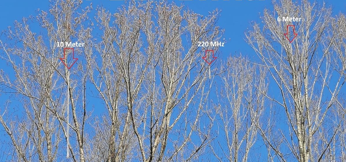 Trees